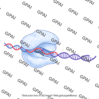 Rna polymerase ii transcribing 1