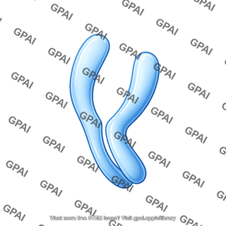 Chromosome simple anaphase bent kineotochore removed
