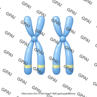 Chromosome pair homozygous alleles dominant