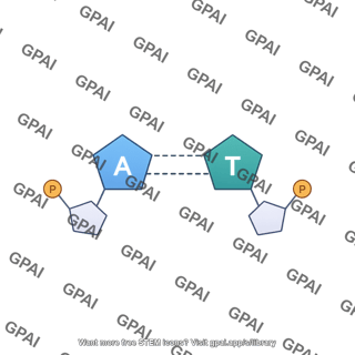 Bases pair a t interactions