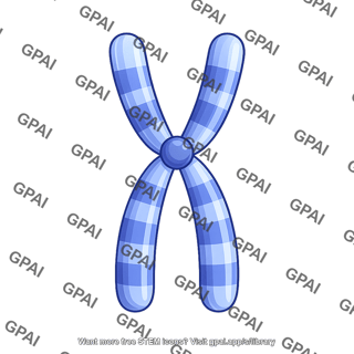 Human karyotype chromosome 23 y