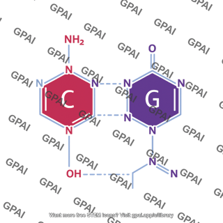 Base pair g c vertical