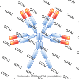 Antibody igm with domains 73