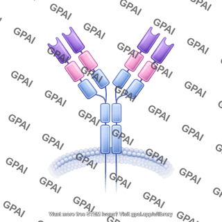 Antibody iga membrane bound editable