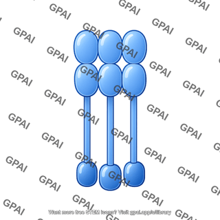 Fas receptor trimer