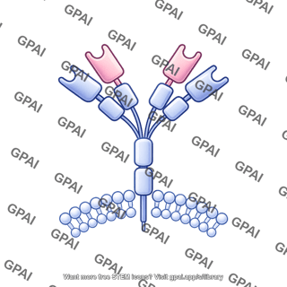 Antibody round style with binding sites membrane bound editable