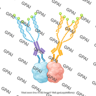 Protein complex with pla probes fluorescently labeled dna