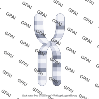 Mouse karyotype chromosome 7