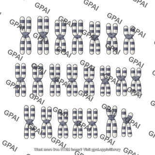Mouse karyotype