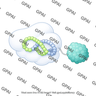 Dcas9 vp64 fusion protein complex