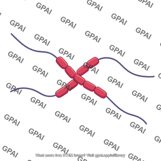 Tau protein filament cross section