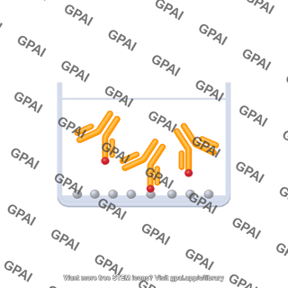 Indirect elisa 1. primary antibody is added
