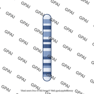 Mouse karyotype chromosome 16