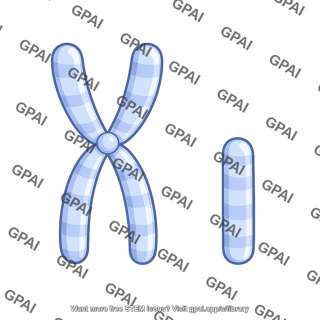 Human karyotype chromosome 21