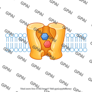 Sodium glucose cotransporter sglt occluded conformation 143