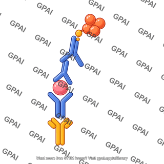 Sandwich elisa 5. strepdavidin binds to biotin