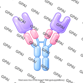 Antibody igd round style with domains
