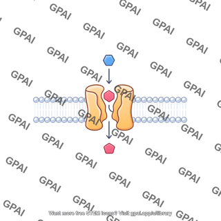 Sodium glucose cotransporter sglt in membrane