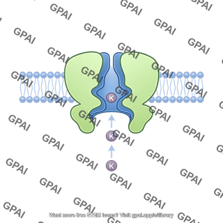 Atp sensitive potassium channel open in membrane