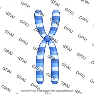 Human karyotype chromosome 3