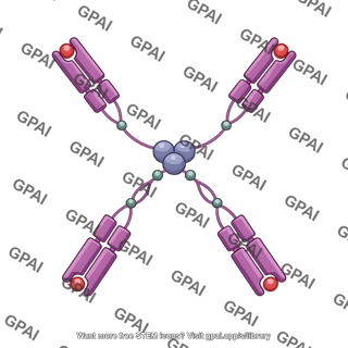 Mhc class ii tetramer