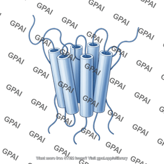 G protein coupled receptor gpcr transmembrane domain long