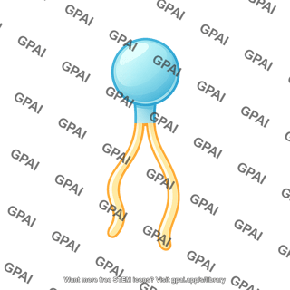 Phospholipid 2 bilayer 315