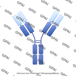 Antibody humanized editable