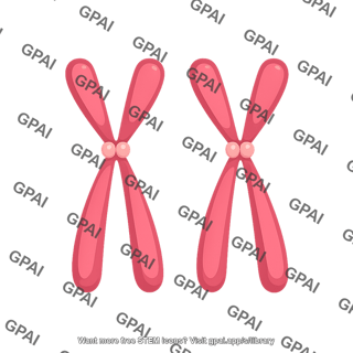 Xx chromosomes