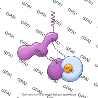 G protein heterotrimeric gamma