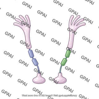 Il 17a receptor