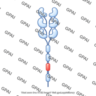 Ig like receptor 6 ecd 4 icd
