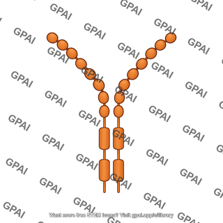 Vegfr2 dimer