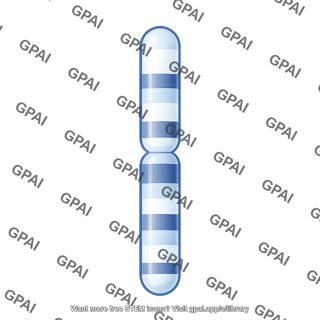 Mouse karyotype chromosome 4 299
