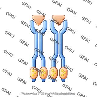 Receptor tyrosine kinase dimer