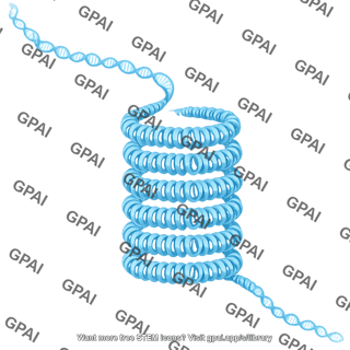 Chromatin condensed loops