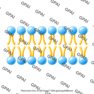 Phospholipid bilayer