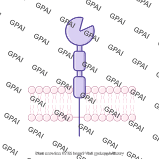 Dipeptidyl peptidase 4 dpp 4 membrane bound
