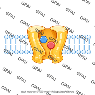 Sodium glucose cotransporter sglt outward facing conformatio