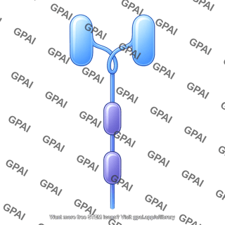 Car extracellular domain
