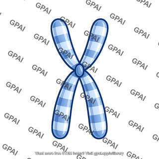 Human karyotype chromosome 23 x