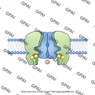 Atp sensitive potassium channel closed in membrane
