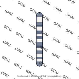 Mouse karyotype chromosome 15