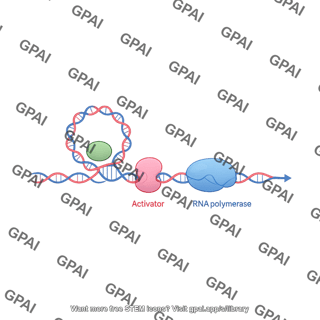 Enhancer initiation complex