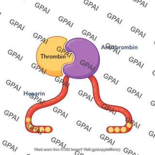 Heparin antithrombin