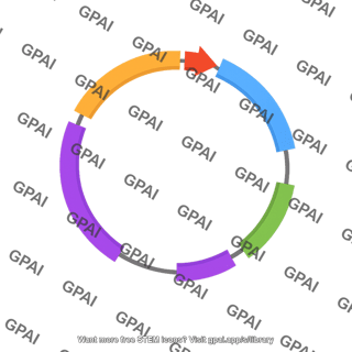 Minicircle cloning vector 4