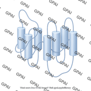 Gpcr transmembrane domain short