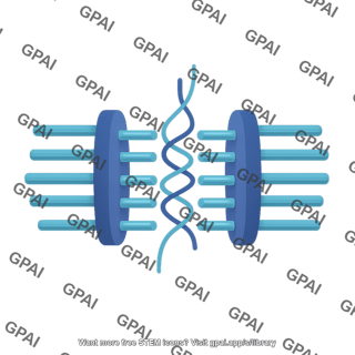 Desmosome hemichannel 3