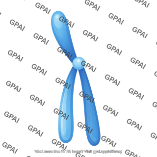 Smiple submetacentric chromatid