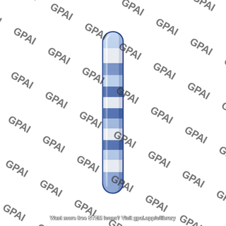 Mouse karyotype chromosome 17